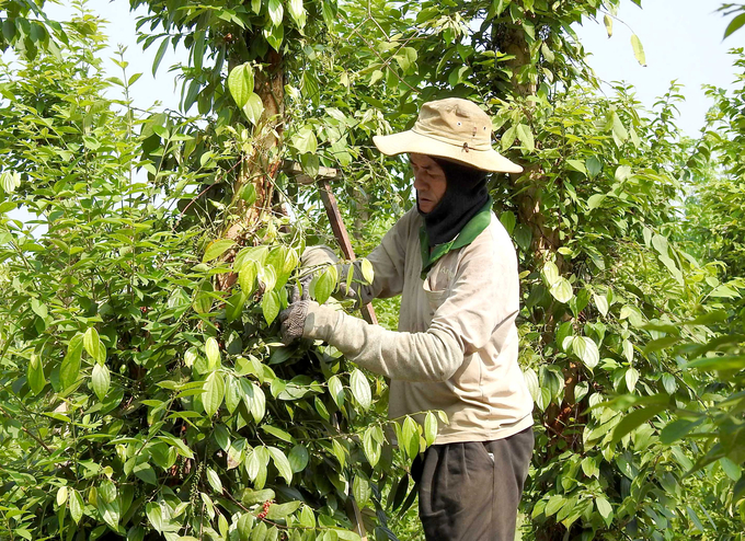 Farmers harvesting pepper at Thien Nong farm, Binh Phuoc. Photo: Son Trang.