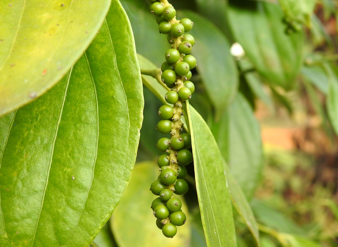 Adverse weather has negatively affected pepper production in many key growing areas. Photo: Son Trang.