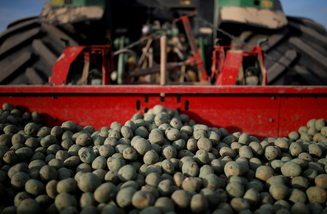 6 công ty đã cam kết mua hỗn hợp các loại cây trồng, bao gồm cả khoai tây, từ 100 nông dân đầu tiên ở Pháp và Bỉ để sử dụng trong chuỗi cung ứng của họ. Ảnh: Reuters.