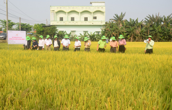 Nông dân tham quan mô hình sản xuất lúa TBR97 tại xã Hòa Phú. Ảnh: V.Đ.T.