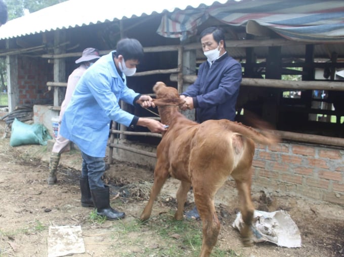 Thú y cấp xã, thôn hỗ trợ rất hiệu quả trong công tác tiêm phòng cho đàn vật nuôi. Ảnh: Vũ Đình Thung.