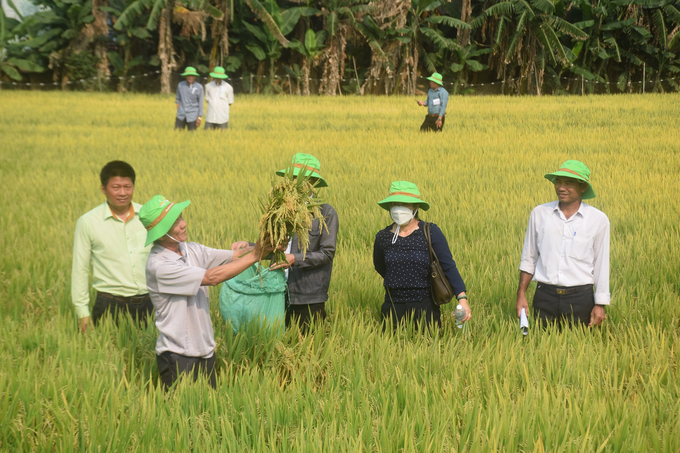Nông dân gặt thí điểm 1m2 lúa tại mô hình sản xuất giống lúa TBR97 ở xã Hòa Trị (huyện Phú Hòa, Phú Yên). Ảnh: V.Đ.T.