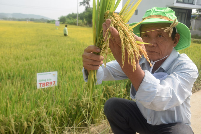 Nông dân Nguyễn Quân (75 tuổi) ở thôn Phụng Tường 1 (xã Hòa Trị) nói về giống lúa TBR97. Ảnh: V.Đ.T.