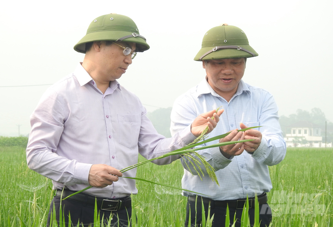 Ông Nguyễn Quý Dương, Phó Cục trưởng Cục Bảo vệ thực vật (bên trái) kiểm tra tình hình lúa xuân tại Hà Tĩnh ngày 19/4. Ảnh: Thanh Nga.