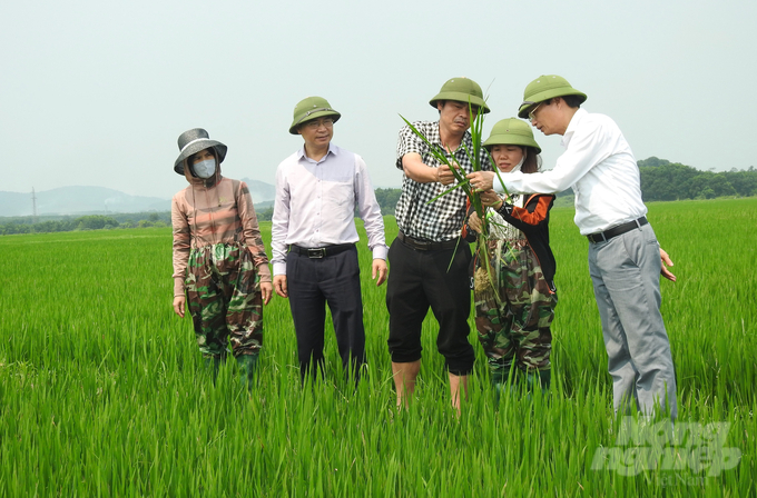 Ngành BVTV khuyến cáo, bà con cần phun phòng bệnh đạo ôn cổ bông trên diện tích gieo cấy giống mẫn cảm với bệnh đạo ôn và những diện tích bị đạo ôn lá, diện tích gieo dày, bón thừa đạm. Ảnh: Thanh Nga.