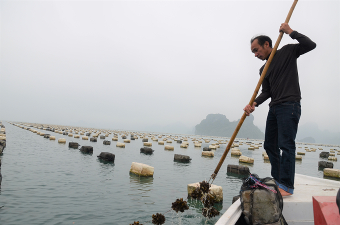 Anh Nguyễn Văn Thành đang đứng trên thuyền để kiểm tra các dây hàu. Ảnh: Tiến Thành.