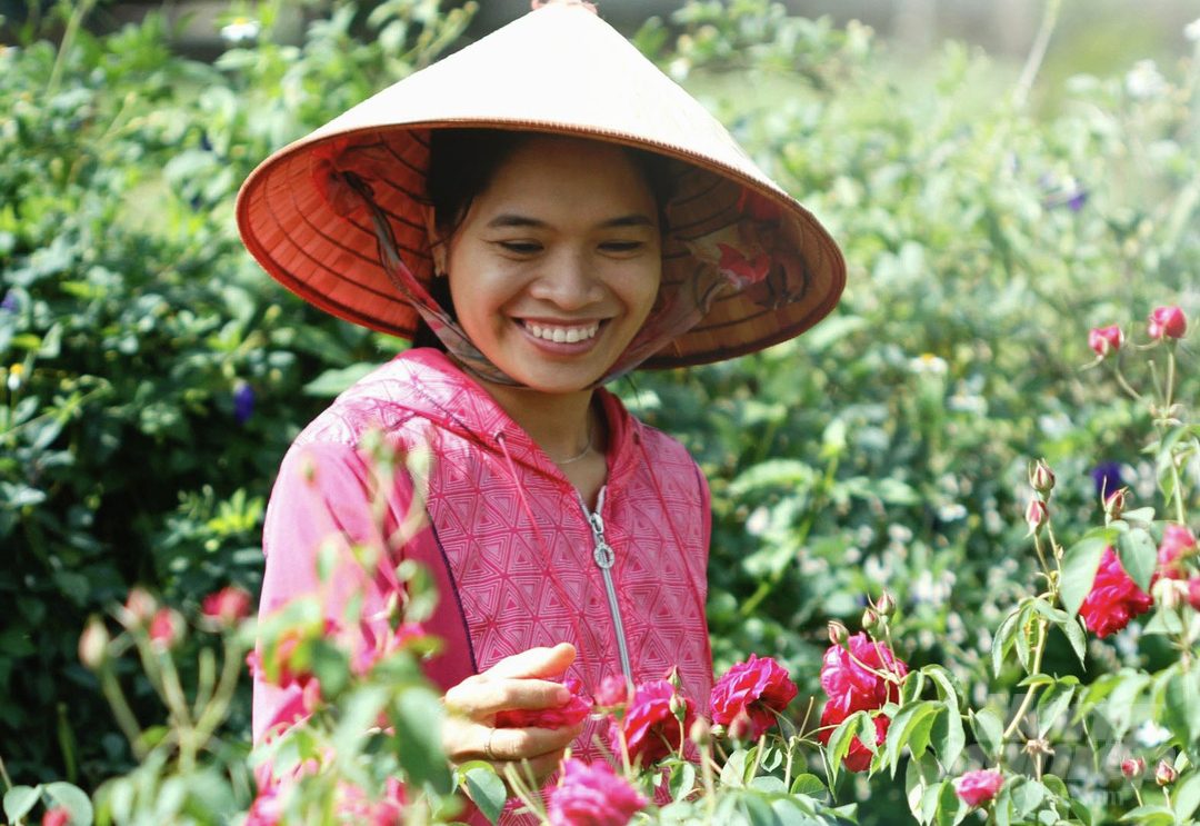 Sản phẩm trà hoa hồng hữu cơ đang được gia đình chị Triệu Thị Loan bán với giá từ 1 - 1,5 triệu đồng/kg. Ảnh: Minh Hậu.