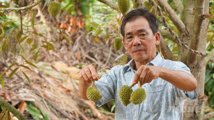 Vườn sầu riêng của ông Phạm Hồng Phước bị ảnh hưởng nghiêm trọng do bụi đỏ, 50% trái non bị rụng. Ảnh: Lê Bình.