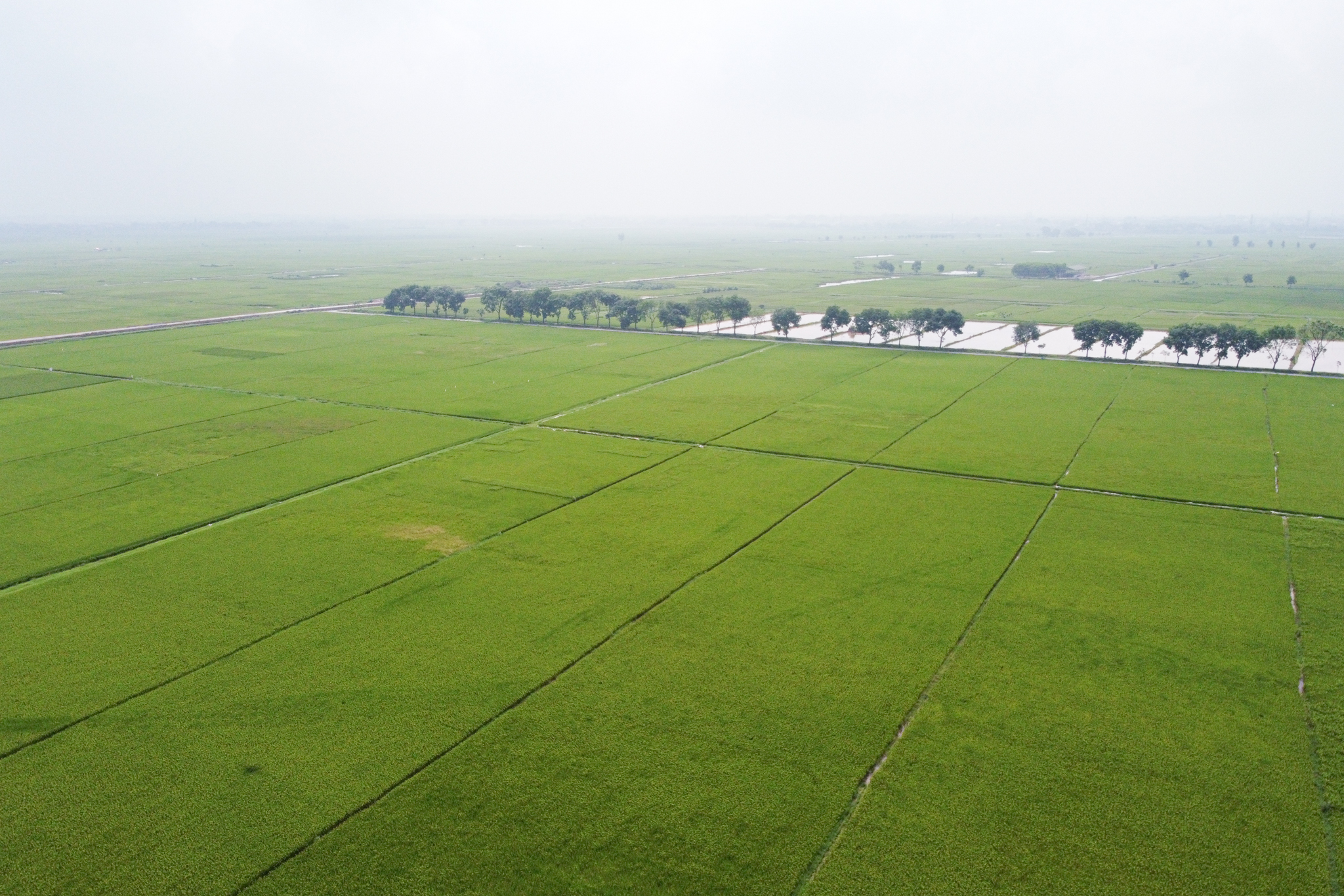 Canh tác lúa theo biện pháp SRI tại Hà Nội, giúp giảm chi phí đầu vào, giảm phát thải khí nhà kính. Ảnh: Tùng Đinh.