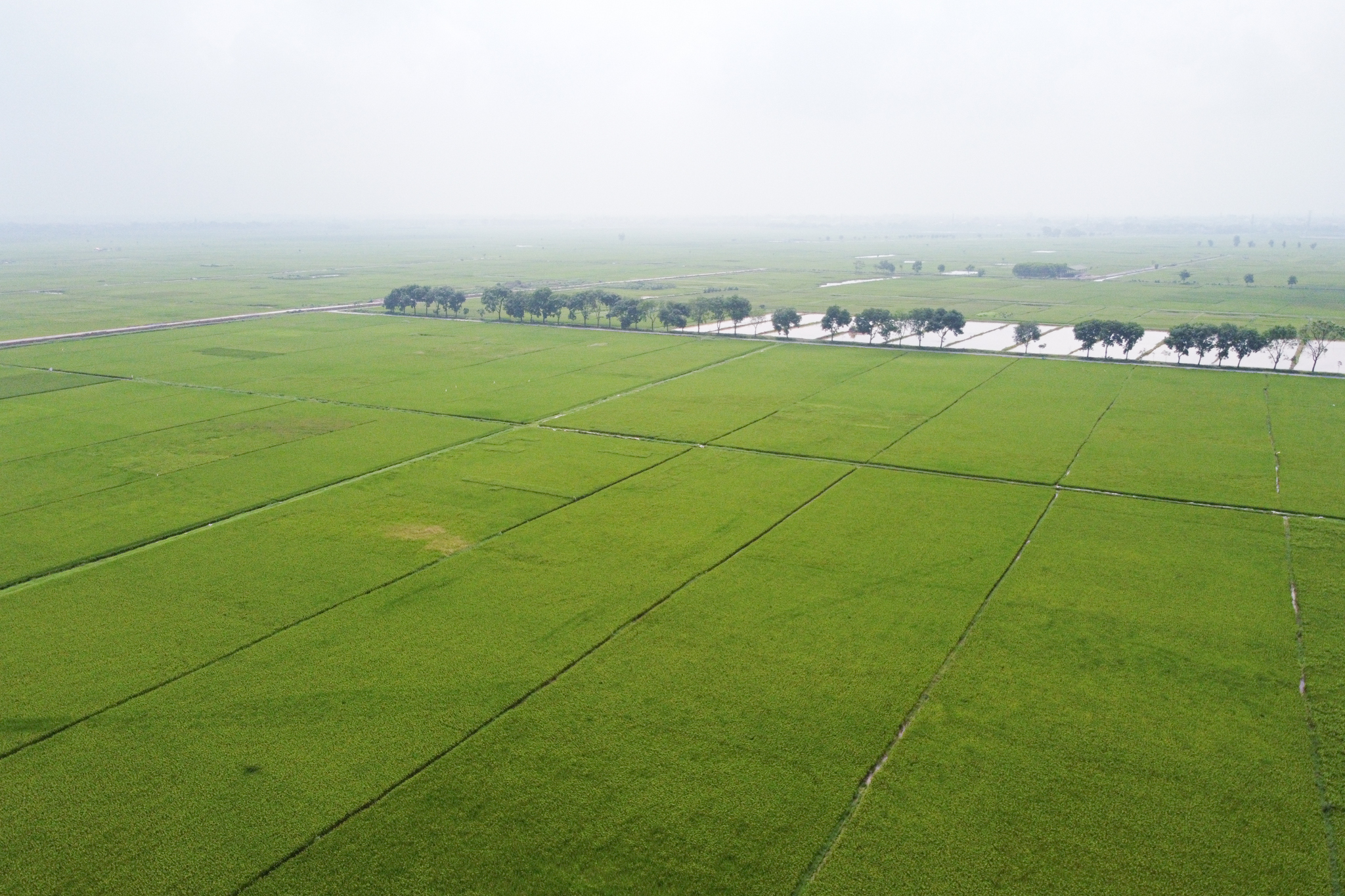 Cultivating rice according to the System of Rice Intensification (SRI) in Hanoi. Photo: Tung Dinh.