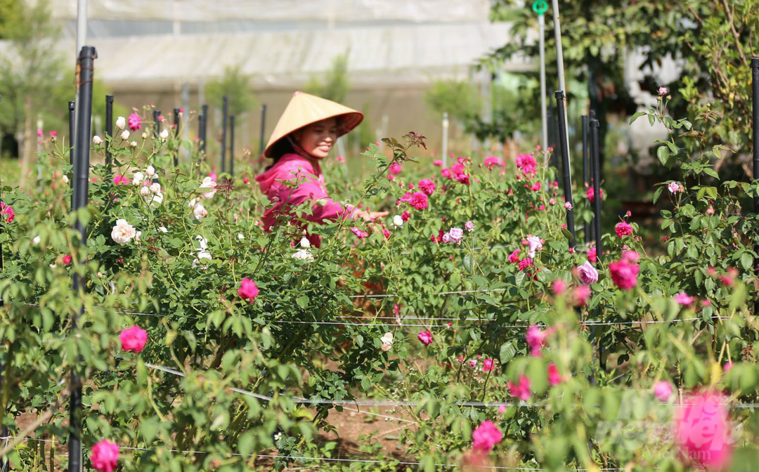 Sản xuất trà hoa hồng hữu cơ, bán 1,5 triệu đồng/kg - 1