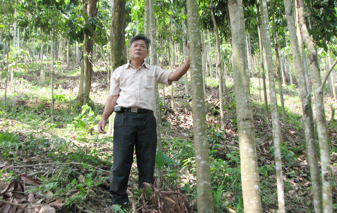 The forestry sector will create a breakthrough in the socio-economic development of the North Central regions. Photo: T. Phung.