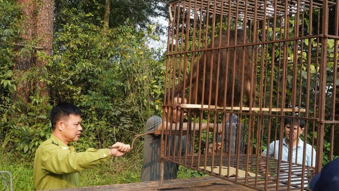 Two stump-tailed macaque individuals disturbing the area around Tay Thien Pagoda were caught by the people. Photo: HB.