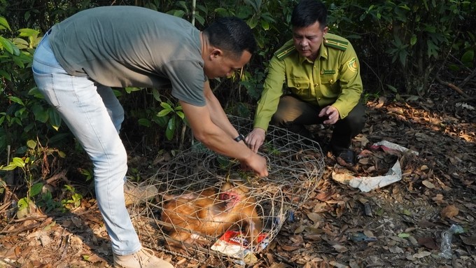 Tay Thien Pagoda informed and coordinated with the Tam Dao National Park Forest Protection Department to mobilize people to hand over and release stump-tailed macaque individuals into the forest. Photo: HB.