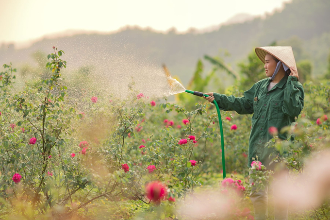 Mô hình trồng hoa hồng theo hướng hữu cơ của chị Nhâm. Ảnh: Thể Nguyễn.
