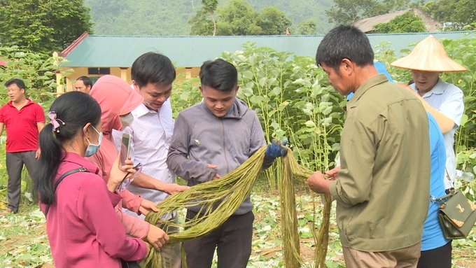 Đến năm 2025, cây gai xanh có tiềm năng mở rộng diện tích lên đến 300ha tại huyện Na Hang, tỉnh Tuyên Quang. Ảnh: ĐT.