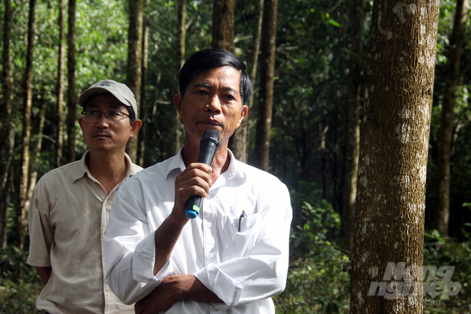 Ông Nguyễn Văn Lục, Chi hội trưởng Chi hội Chứng chỉ rừng (Hợp tác xã Thủy Đông) cho biết, 50% diện tích rừng của HTX đã không đốt sau khi khai thác. Ảnh: Võ Dũng.