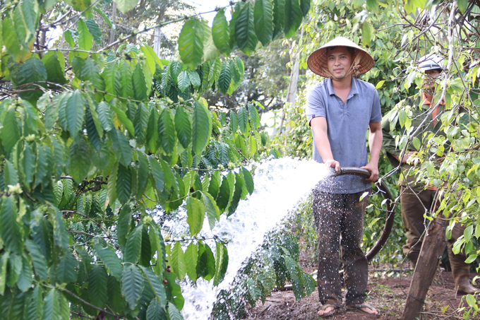 Đắk Lắk xây dựng nhiều dự án, chính sách để giúp ngành cà phê phát triển. Ảnh: Quang Yên.