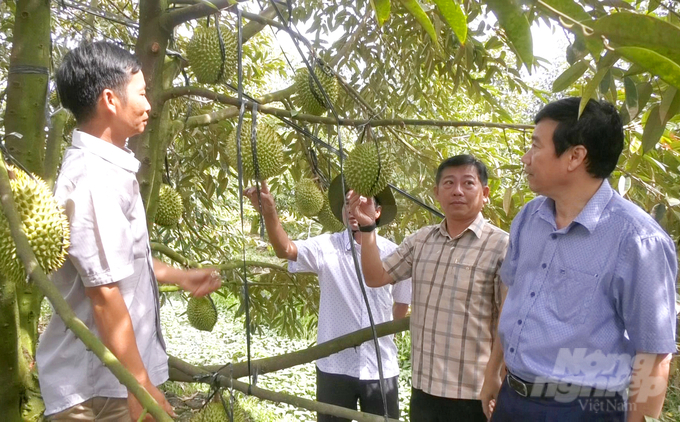 Ông Phạm Thiện Nghĩa (ngoài cùng bên phải), Chủ tịch UBND tỉnh Đồng Tháp đến thăm mô hình trồng sầu riêng hữu cơ của anh Nguyễn Thanh Tâm tại huyện Tam Nông. Ảnh: Lê Hoàng Vũ.