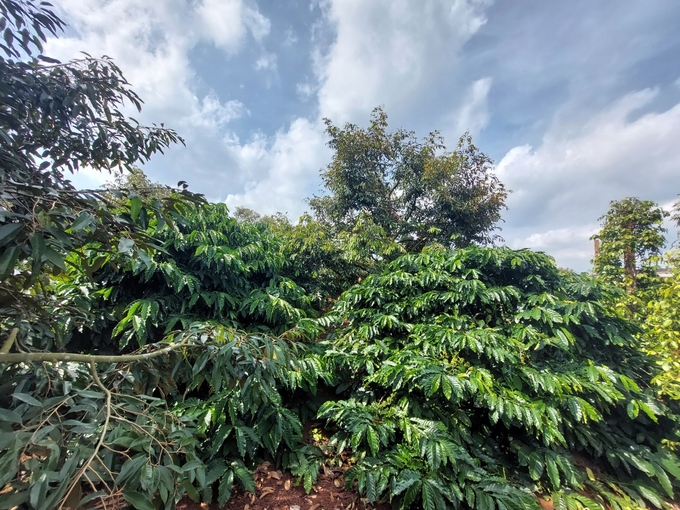 The Central Highlands is increasingly expanding the landscape coffee area. Photo: Mai Phuong.