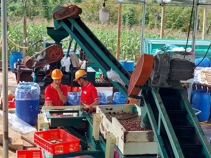 Wet processing to improve the quality of coffee beans. Photo: Mai Phuong.