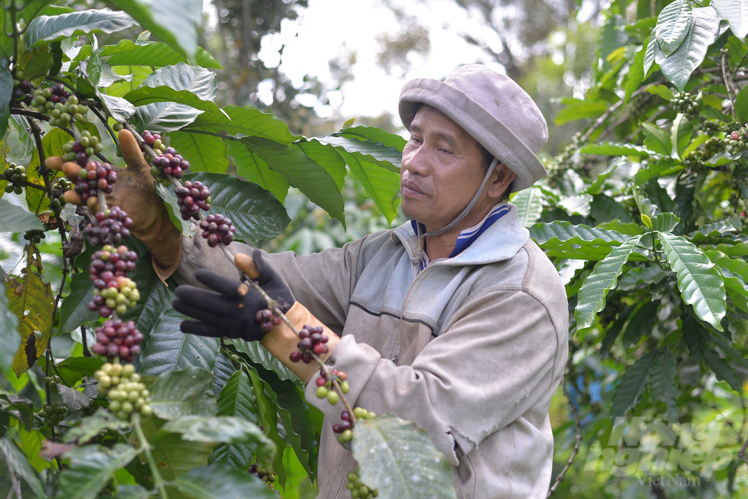 To increase the value of coffee and protect human health as well as the environment, the family of Mr. Trinh Tan Vinh in Di Linh district, Lam Dong decided to develop an organic coffee model. Photo: Minh Hau.