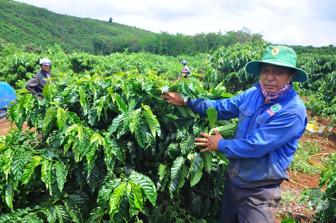 With new effective varieties and a new farming procedure, the replanting model of Mr. Bui Trung Dang's family in Di Linh district (Lam Dong) resulted in high coffee yield. Photo: Minh Hau.
