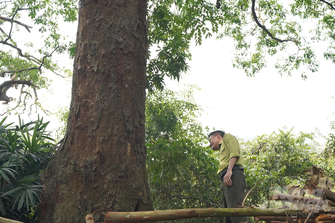 Những cây lim cổ thụ có đường kính lên tới gần 2m ở Tam Đảo, Vĩnh Phúc. Ảnh: Kiên Trung.