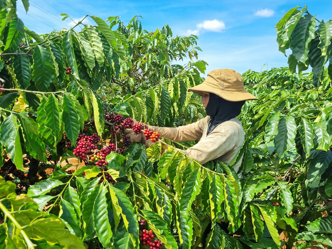 Gia Lai is aiming to build brands of sustainable coffee. Photo: Tuan Anh.