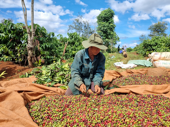 Coffee growers are increasingly focusing on quality in order to increase product value. Photo: Tuan Anh.
