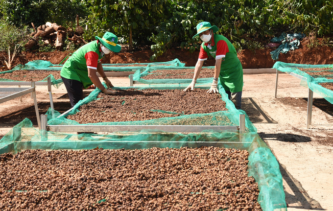 Many businesses and cooperatives in Gia Lai are focusing on deep processing of coffee. Photo: Tuan Anh.