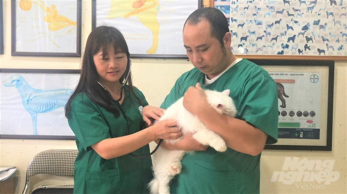 Ms. Phan Thi Hong Phuc, Dean of Animal Husbandry and Veterinary Medicine, is examining cats at the community veterinary clinic. Photo: Toan Nguyen.