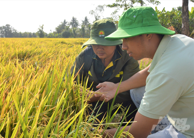 Vụ mùa và đông xuân 2022 - 2023, Kiên Giang đã thu hoạch gần 2,5 triệu tấn lúa, bán được giá cao nên nông dân rất phấn khởi. Ảnh: Trung Chánh.