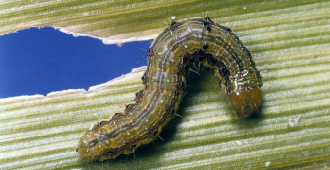 Cultivation of transgenic crops engineered to produce insecticidal proteins from Bacillus thuringiensis (Bt) has grown rapidly in the past 25 years. Bt crops have had noteworthy successes, but resistance to Bt crops has evolved in numerous instances. Five cases of practical resistance to Bt proteins that are produced by transgenic crops are documented for corn earworm (Helicoverpa zea), which is the most for any pest. Photo: John C. French Sr., Retired, Universities:Auburn, GA, Clemson and U of MO, Bugwood.org