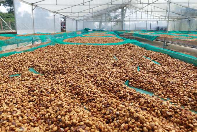 Tham gia mô hình cà phê cảnh quan giúp nông dân giảm chi phí, giá bán sản phẩm cao hơn cách canh tác truyền thống. Ảnh: Quang Yên.