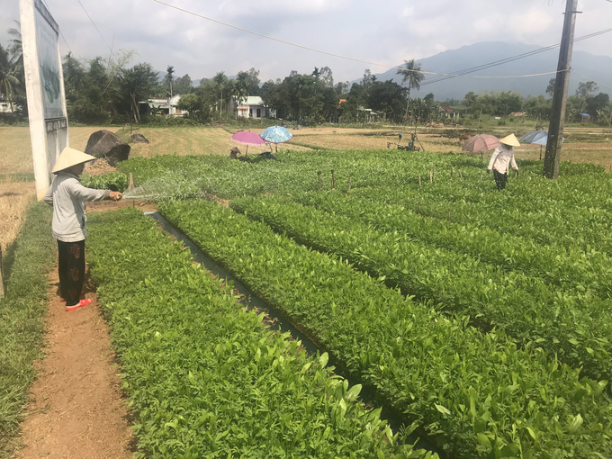 Nhiều mô hình kinh tế ở huyện Quế Sơn bước đầu đã phát huy được hiệu quả, giúp nâng cao thu nhập cho người dân. Ảnh: CTV. 