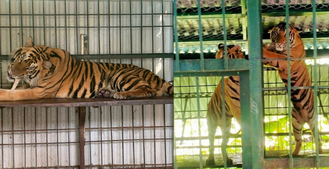 Đàn hổ đang được nuôi dưỡng tại Vườn Quốc gia Phong Nha - Kẻ Bàng. Ảnh: N.Tâm.