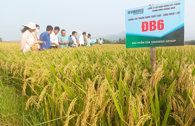 20 giám đốc HTX nông nghiệp ở huyện Phú Hòa, Tây Hòa và thị xã Đông Hòa cùng bà con nông dân tham gia hội thảo đánh giá mô hình trình diễn giống lúa ĐB6. Ảnh: Mạnh Hoài Nam.