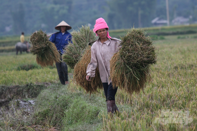 Nữ nông dân tại một tỉnh vùng cao. Ảnh: Trung Quân.