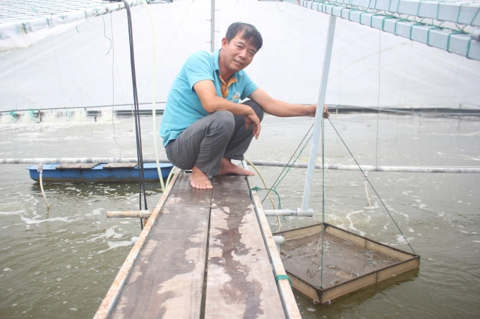 A high-tech shrimp farming model in Tien Hai, Thai Binh has helped control the use of antibiotics. Consequently, the output and selling price of shrimp increased considerably. Photo: Vo Viet.