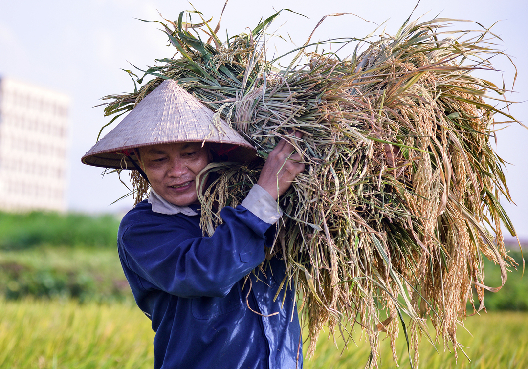 Từ chỗ phải nhập khẩu, Việt Nam vươn lên trở thành quốc gia xuất khẩu lương thực hàng đầu thế giới. Ảnh: Bảo Thắng.