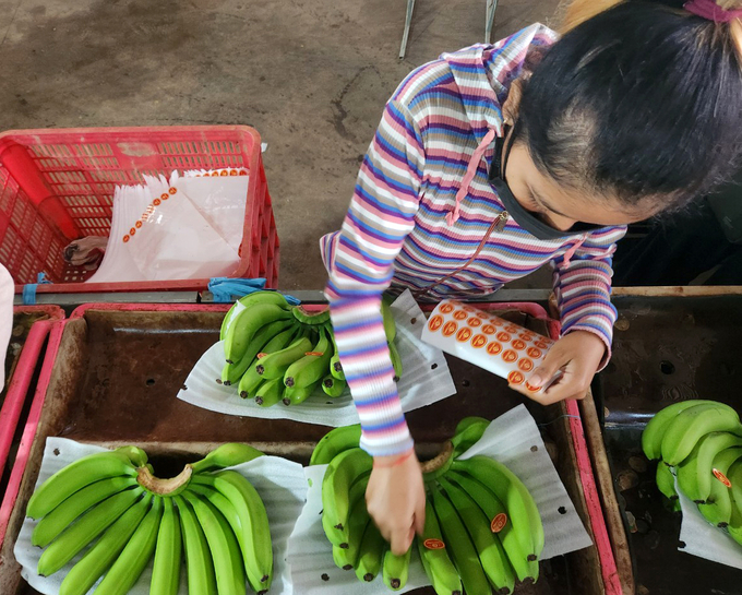 Workers put stamps on bananas for export. Photo: Son Trang.