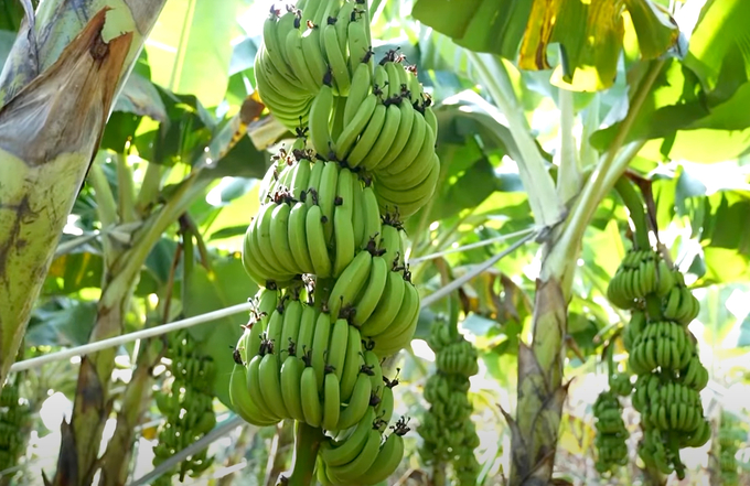 Dong Nai will promote the processing industry, diversify deeply processed products and add value from banana by-products, organizing chain production and promoting linkages associated with efforts to perfect the image of Dong Nai bananas in the international market. Photo: Son Trang.