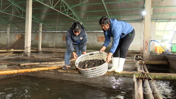 Người dân nuôi cá bống tại huyện Nghĩa Hưng. Ảnh: Huy Bình.