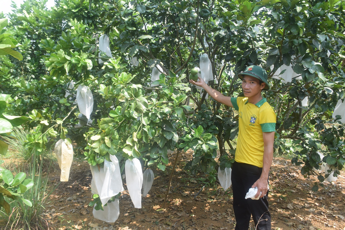 1ha bưởi da xanh 5 năm tuổi của anh Lỡ Ngọc Vinh đã đến thời kỳ kinh doanh. Ảnh: V.Đ.T.