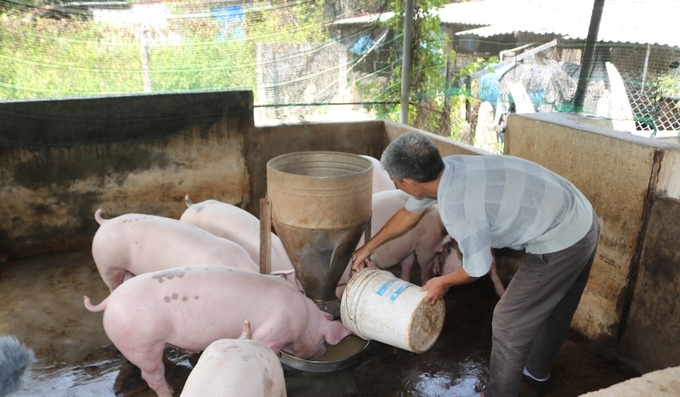 Chăn nuôi nông hộ trên địa bàn xã Cam Hòa, huyện Cam Lâm, Khánh Hòa. Ảnh: Kim Sơ.