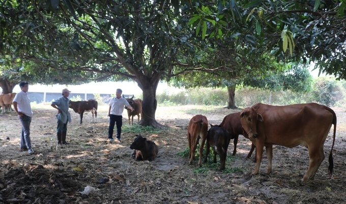 Chăn nuôi bò sinh sản của gia đình ông Nguyễn Bảo An, thôn Văn Tứ Đông, xã Cam Hòa. Ảnh: Kim Sơ.