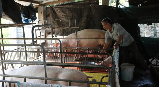 Đàn lợn của gia đình ông Nguyễn Kim Chung luôn chú trọng tiêm vacxin phòng bệnh. Ảnh: Kim Sơ.