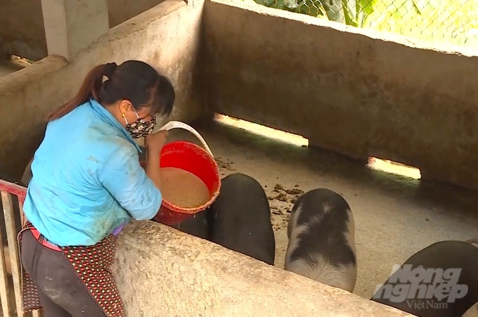 Ưu điểm nổi bật của các giống vật nuôi bản địa là dù điều kiện nuôi kham khổ nhưng vẫn tăng trọng và chống chịu dịch bệnh tốt. Ảnh: Đào Thanh.