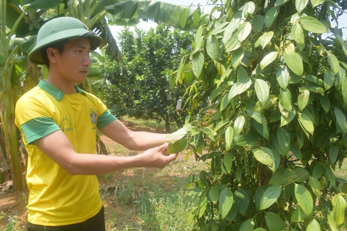 Ngoài giỏi trồng bưởi VietGAP, anh Vinh còn trồng 1.500 gốc tiêu 6 - 7 năm tuổi theo hướng hữu cơ, hiện tiêu đã đến thời kỳ cho trái rộ. Ảnh: V.Đ.T.